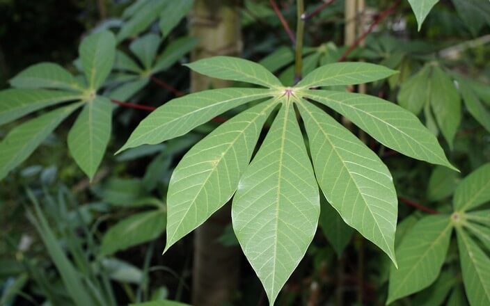 Blatt einer Maniok Pflanze