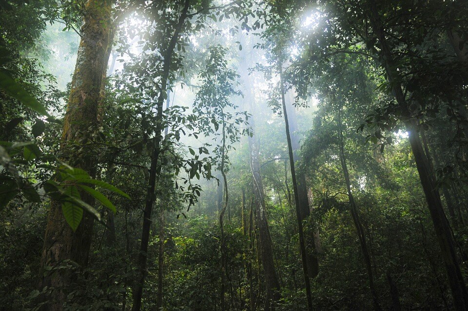 Regenwald - Lignin, das in jeder verholzenden Pflanze vorkommt, ist einer der verfügbarsten Rohstoffe auf der Erde