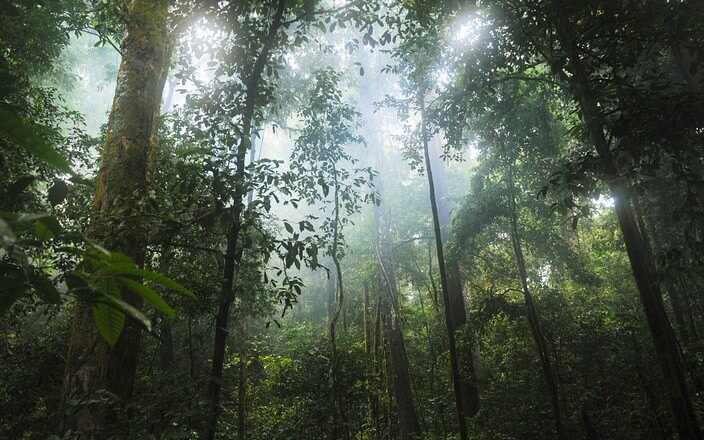 Regenwald: Aufforstung zur Verschiebung des Earth Overshoot Day