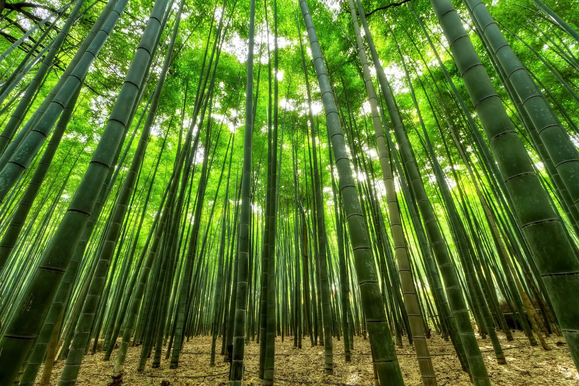 Bambus als schnellwachsender Rohstoff