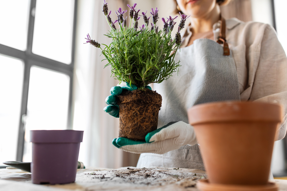 Nachhaltig Gärtnern: Frau topft Lavendel um