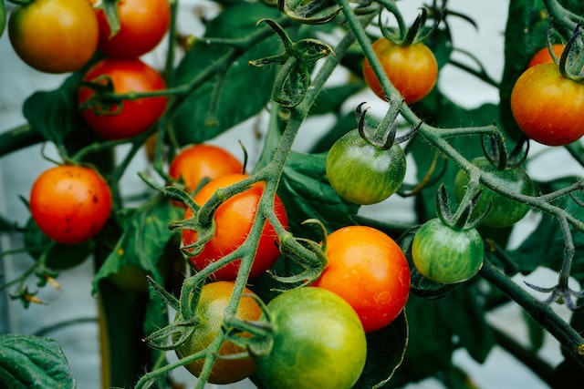 nachhaltig Gärtnern: Tomatenpflanze