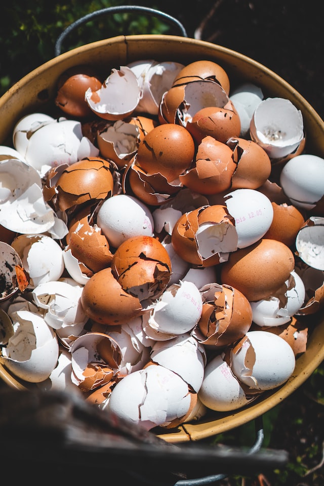 nachhaltig gärtnern: Eierschale