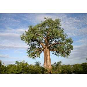 Africa Organics Baobab Shampoo – Trockenes/Geschädigtes Haar – Bio/Fair/Vegan – 210ml