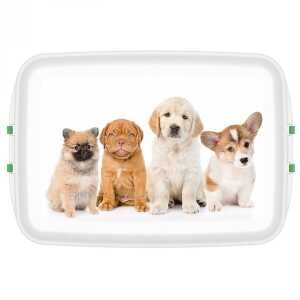 Biodora Aufbewahrungsbox mit Hundemotiv + Klappverschluss
