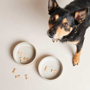 Pawness Hundenapf – Handgemachter Futternapf aus Keramik – Weiß, Grau, Grün
